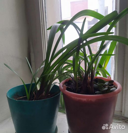 Гиппеаструм