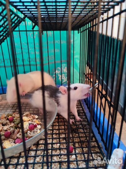 Крыса дамбо