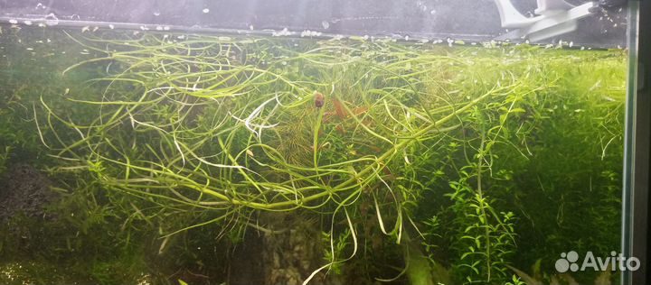 Аквариумное растение
