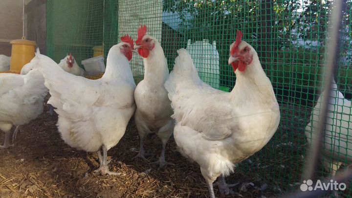 Бресс Галльская