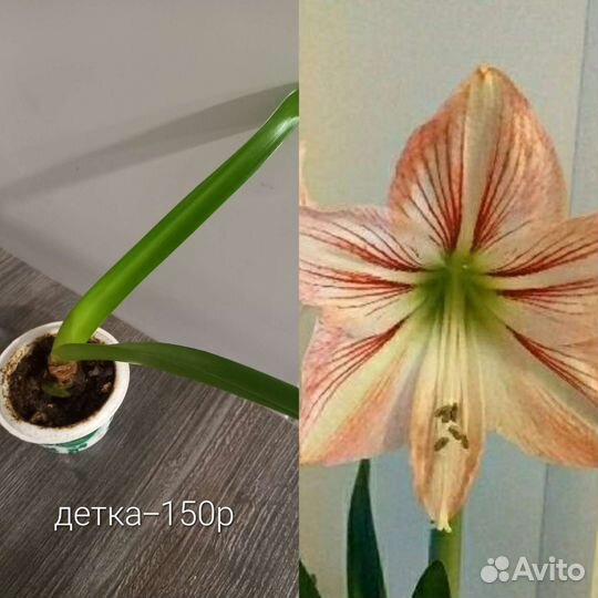 Растительный декор