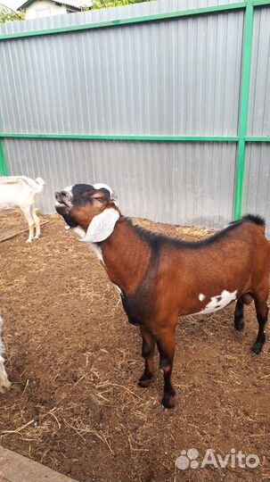 Козел на вязку