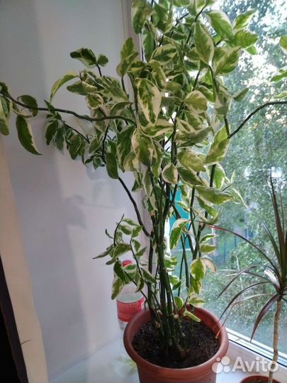 Дендробиум