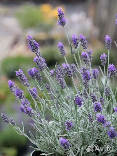 Многолетние растения