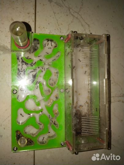 Формикарий муравьиная ферма