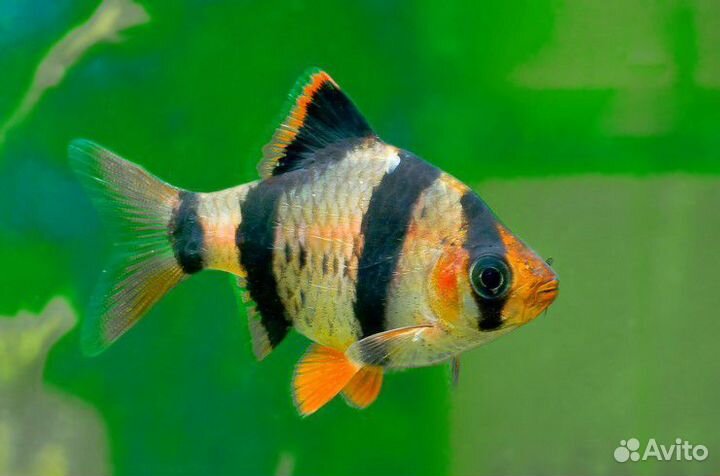 Аквариумная Рыбка Барбус