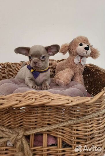 Чихуахуа лиловый мальчик
