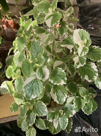 Комнатные растения