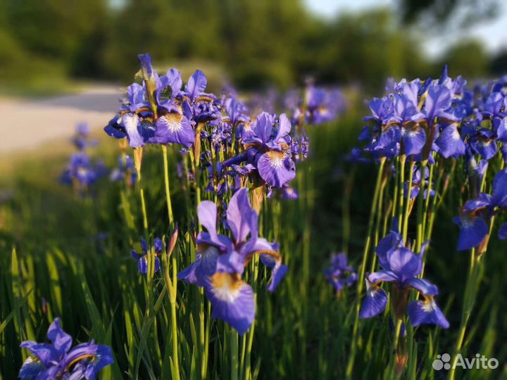 Ирис сибирский