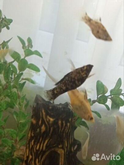 Моллинезии,меченосцы,дермогенис, растения