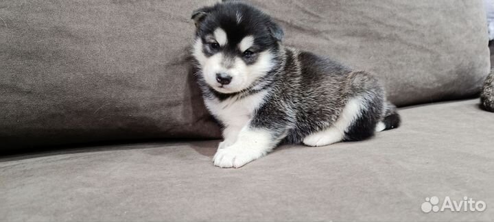 Собаки щенки