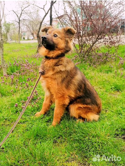 Маленькие Собачки мама и дочка ищут свою семью