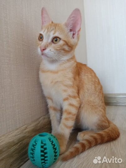 Найден Котенок