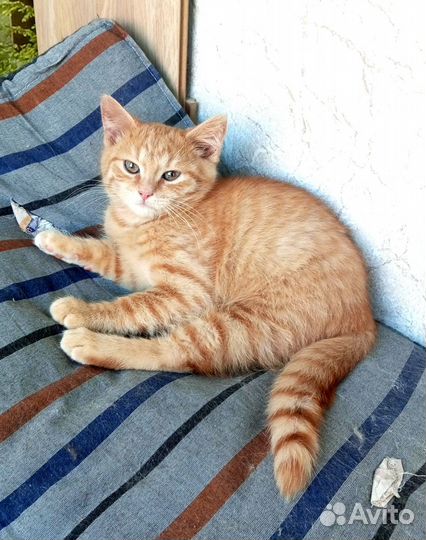 Минутка 2,5 мес