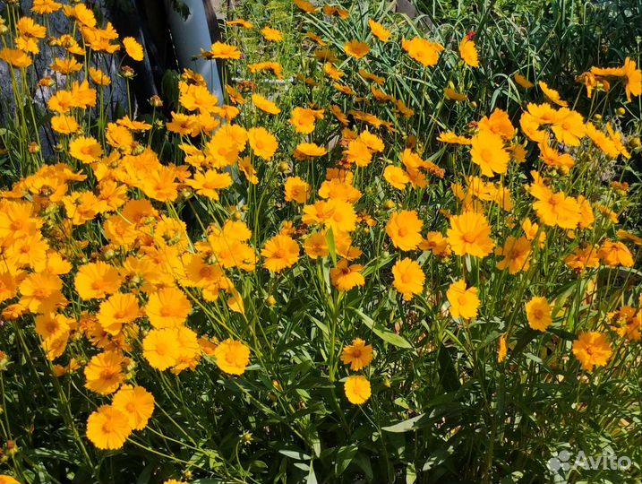 Ландыши, кореопсис