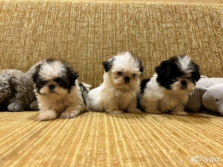 Мальчики ши тцу