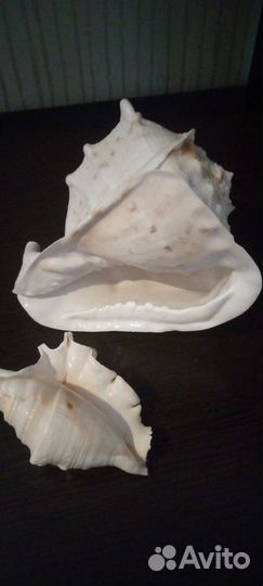 Ракушки 2 шт пакетом