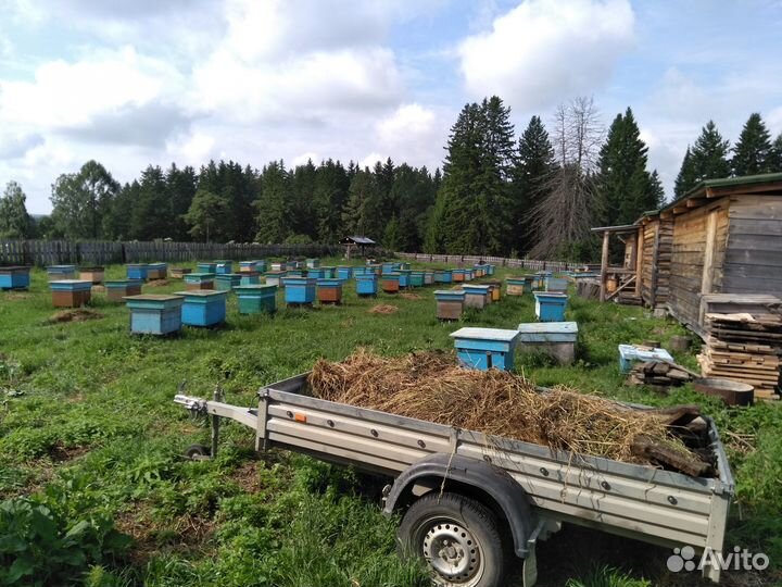 Продам пчелосемьи