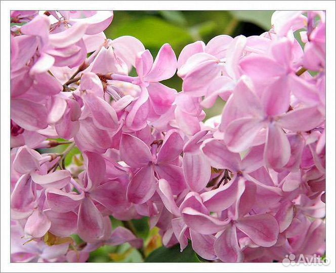 Сирень,айва, малина, ежемалина, орешник