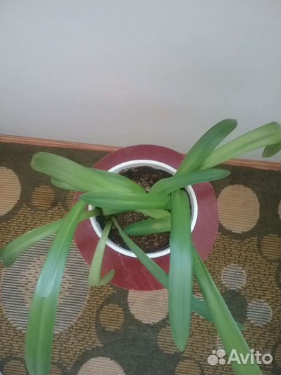 Гиппеаструм