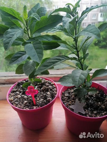 Паслен комнатный