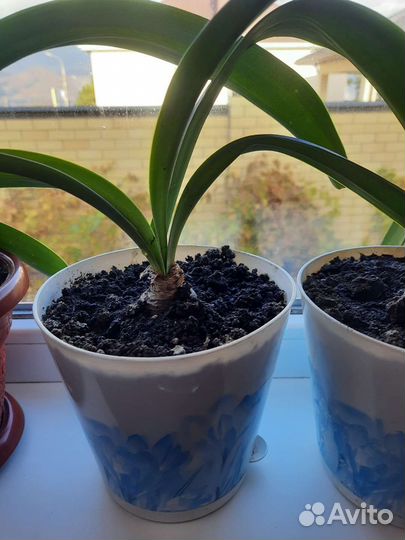 Гиппиаструм