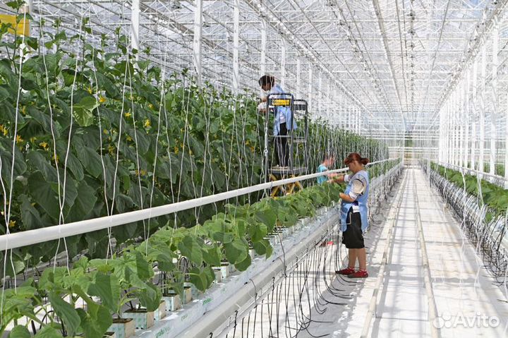 Сборщик огурцов и томатов. Вахта в Москве