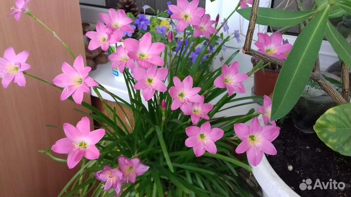 Зефирантес розовый,пеларгонии