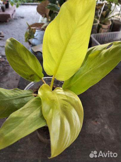 Цветы комнатные