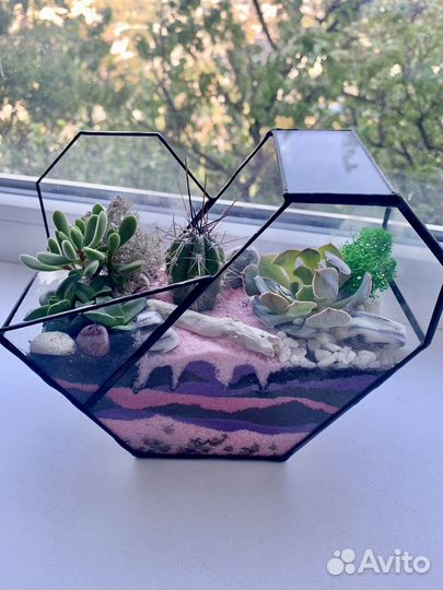 Флорариум суккуленты