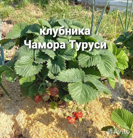 Клубника Чамора туруси