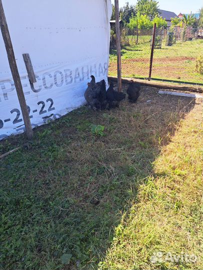 Куры и петух брама