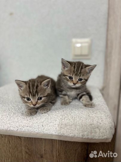 Британские котята