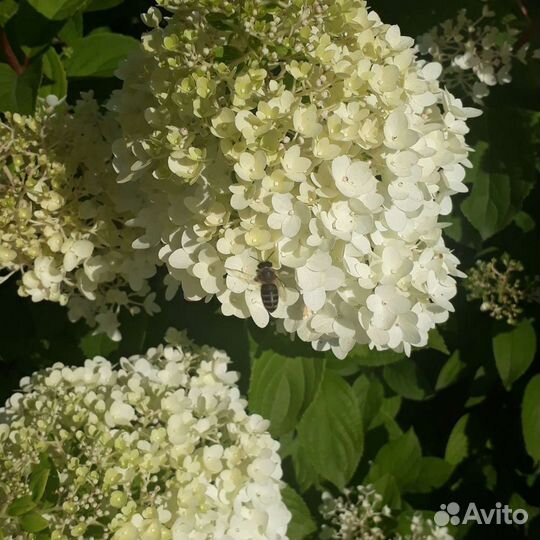 Гортензия Метельчитая закрытая корневая система