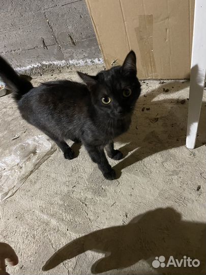 Котята в добрые руки приучены к лотку