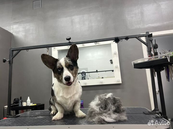 Экспресс линька собак и кошек