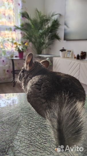 Шиншилленок мальчик 6 мес