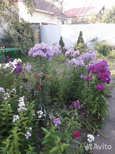 Флоксы разные