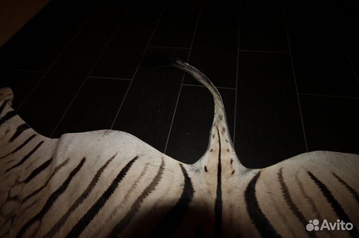 Шкура крупной зебры