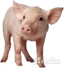 Поросята