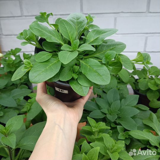 Петуния ампельная