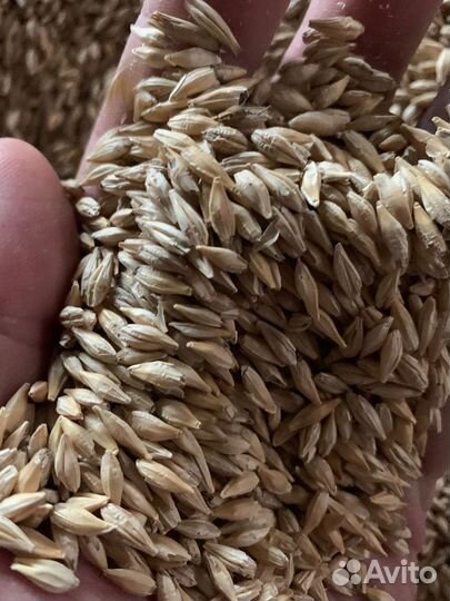 Зерно в ассортименте