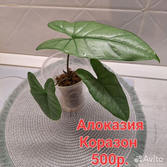 Алоказия Коразон