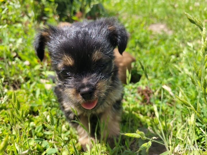 Собаки щенки