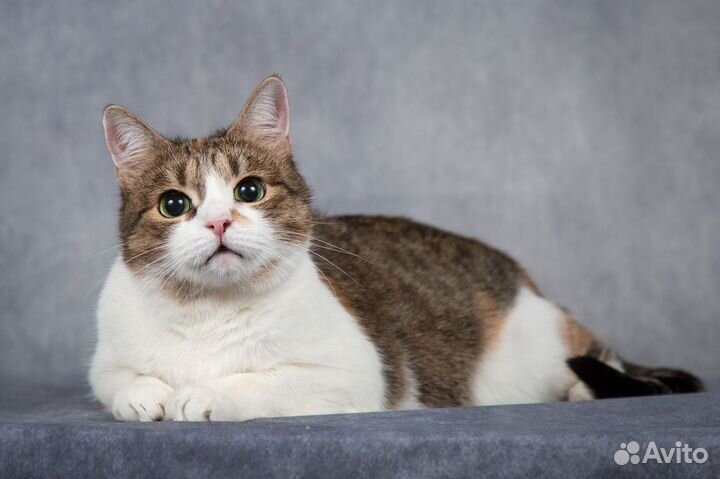 Кошечка Заюшка, ласковая и нежная