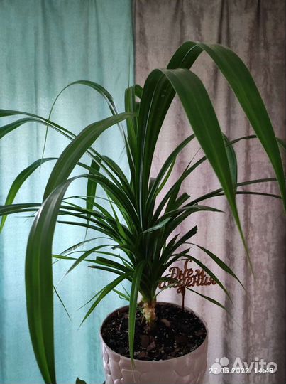 Пальма панданус