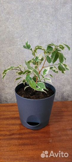 Фикус бенджамина