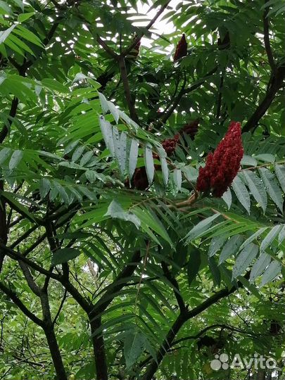 Саженцы сумах 500руб