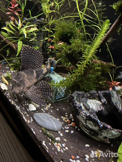 Сом анциструс 35 см бесплатно