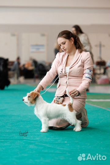 Лучшие щенки Джек Рассел терьер